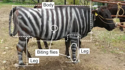 Striped Cattle and Teflon Food Claim Lighthearted Research Honors